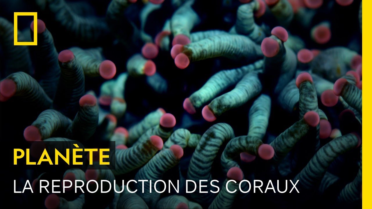 La reproduction des coraux, un étrange spectacle