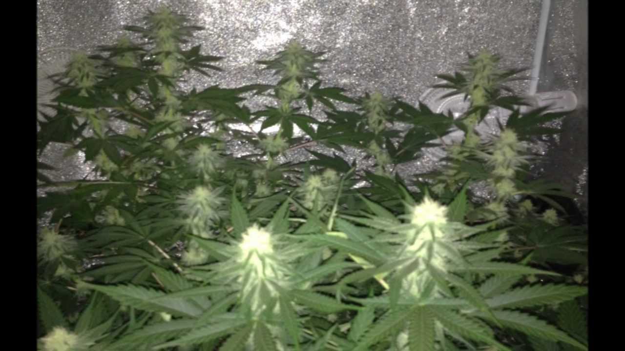 600w TGA Subcool Querkle/Chernobyl grow