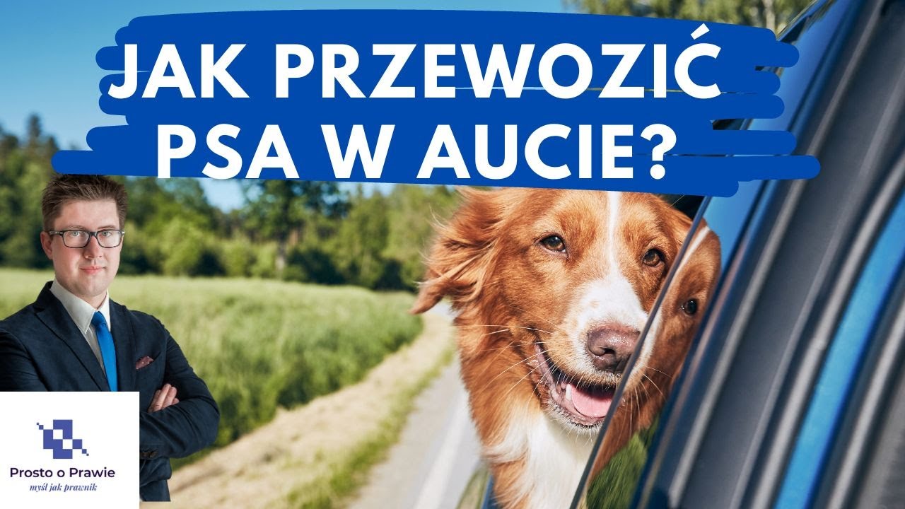 Jak przewozić psa w samochodzie?