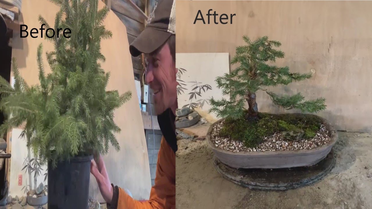 Black Hills Spruce Bonsai - Nursery Stock