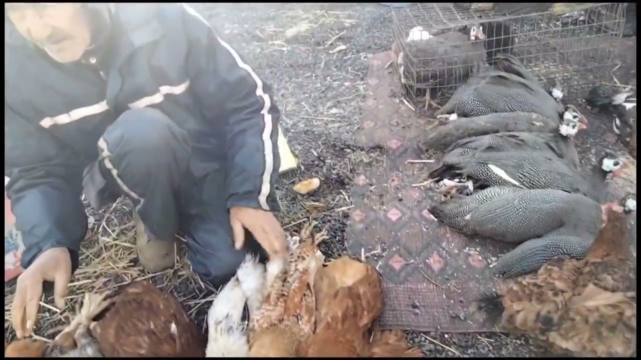 سوق سيدي يحيى زعير يوم الثلاثاء أثمنة دجاج وأنواعه | تربية دجاج بلدي | chicken farm