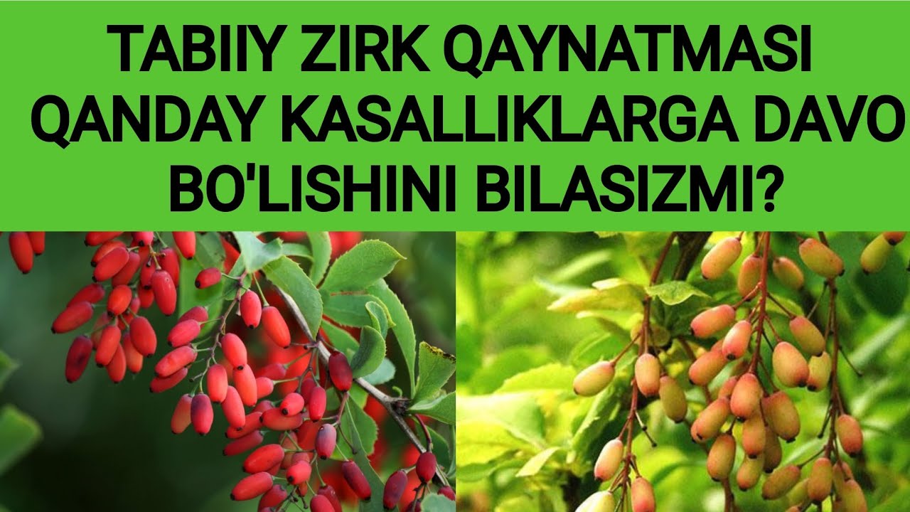 TABIIY ZIRK QAYNATMASI QANDAY KASALLIKLARGA DAVO BO'LISHINI BILASIZMI?