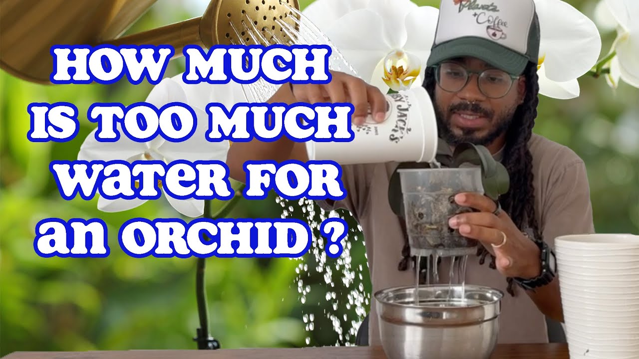 Two Orchid Watering Methods That Will Keep Your Orchids Happy