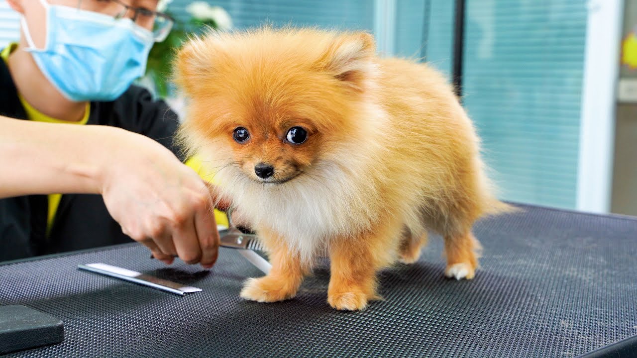 小博美犬第一次來店裡洗澡剪毛，看看美容師如何給它修剪出可愛造型？  ‖ Pomeranian Dog Grooming ‖ pet groomer ‖ 寵物美容