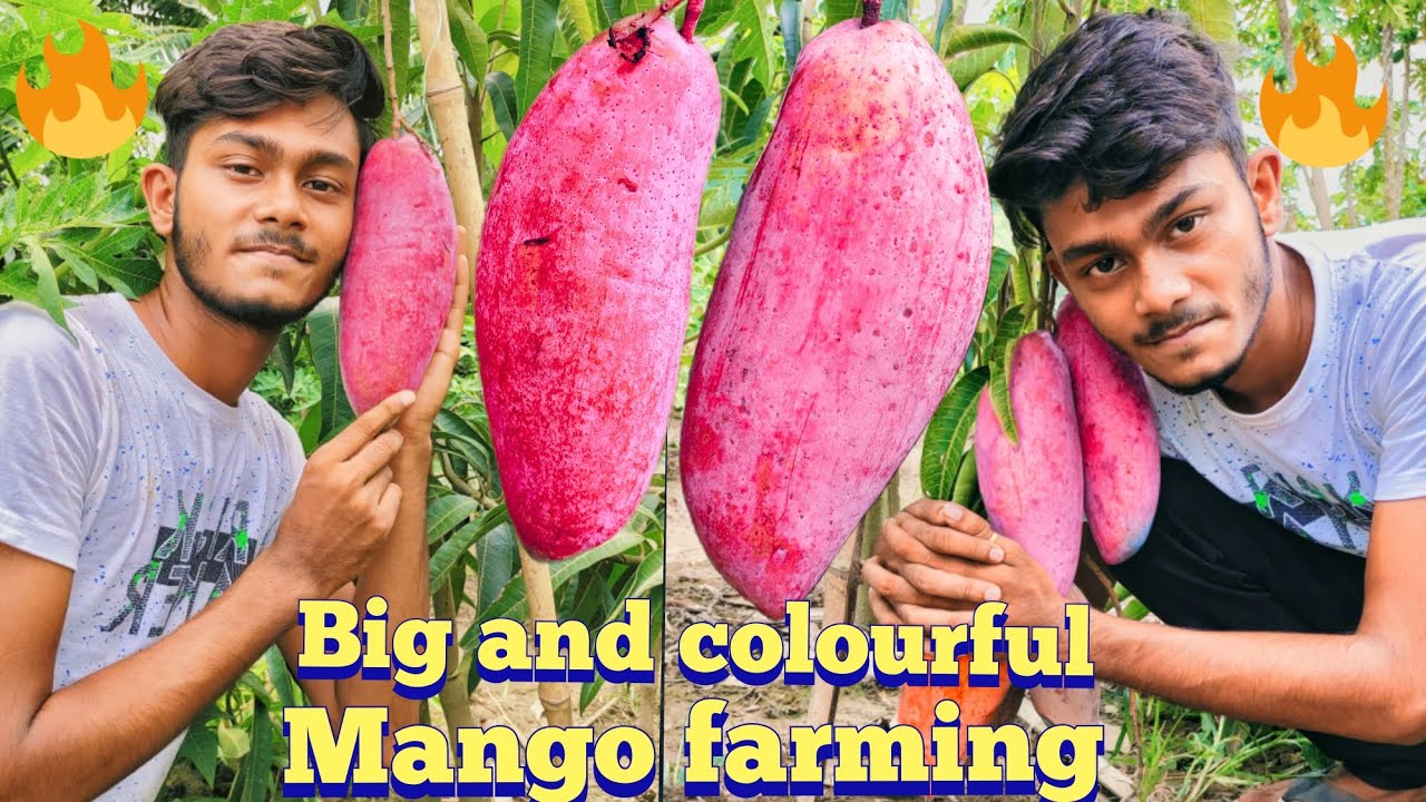 Red ivory mango big and colourful mango farming, Don't miss this vedio💥💥💥💥💥