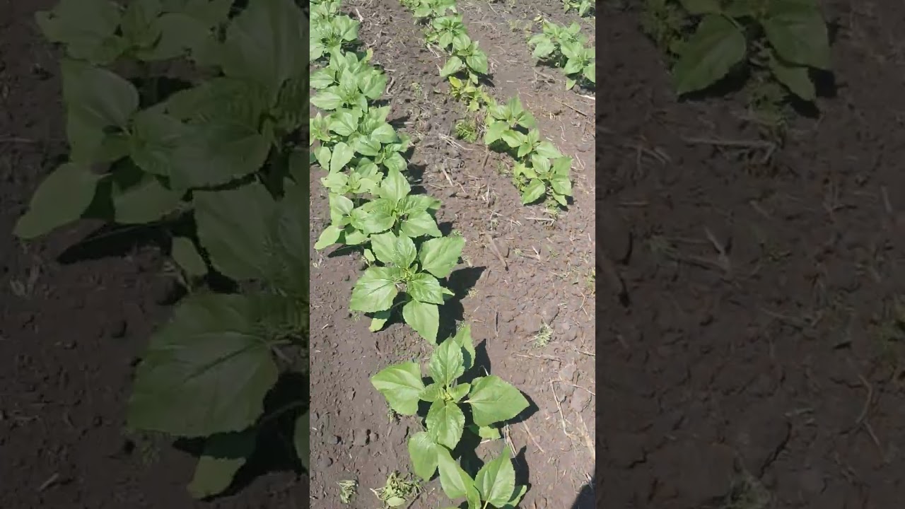 перша міжрядка на соняшнику.