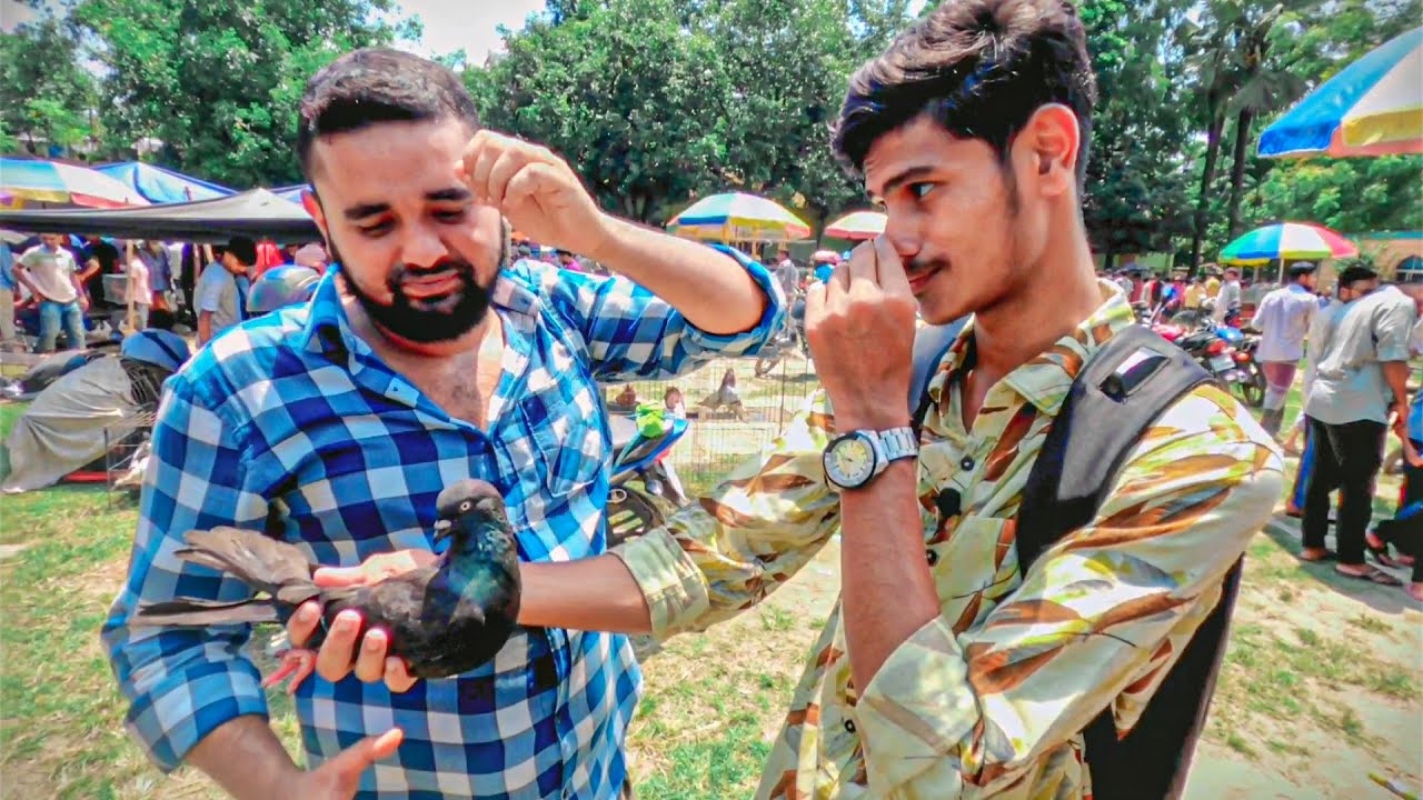 হাট থেকে কবুতর সংগ্রহ করে সজল ভাইয়ের কাছে খেলাম বকা