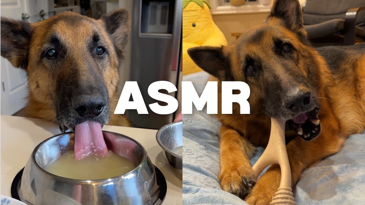Dog ASMR | Soup Baby Bone Chewing & Soup Slurping Compilation