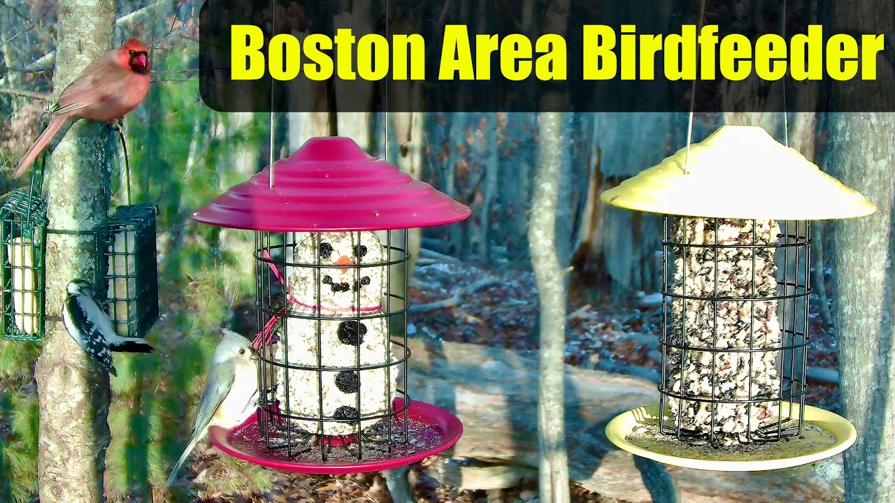 Birdfeeder with Relaxing Scenery LIVE Cam - Massachusetts