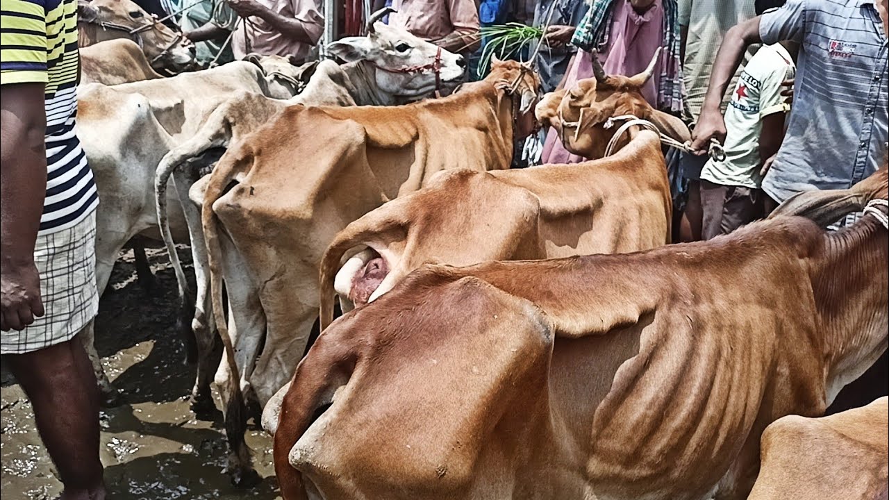 শুক্রবার ১/৭/২২ || কমদামে শুকনো হাড্ডিসার গরুর বাজার || হাড্ডিসার গরুর হাট || আমবাড়ি গরুর হাট ||