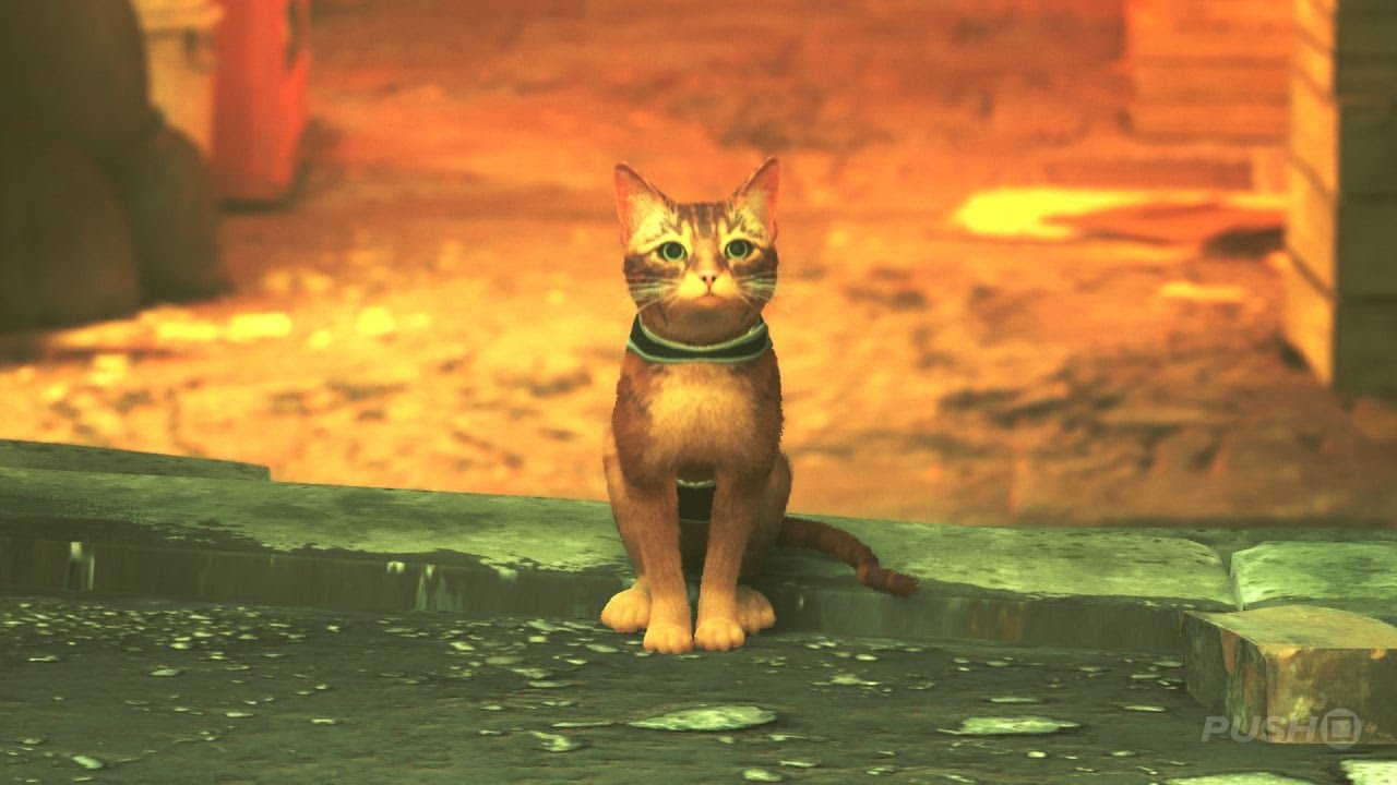 The Cute Cat Has Been Through So Much | Stray | Part 2