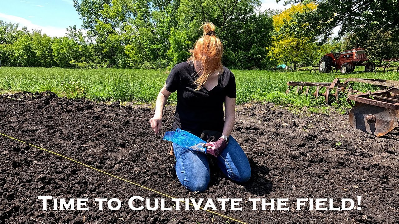 Weeds are up! | Cultivating the Pumpkin Patch! | 2025