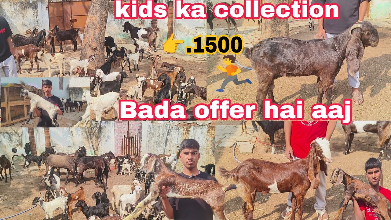 Aaj offer mein hai Sabhi bakriya or Bakre dasi & full active kids male female available in Hyde 