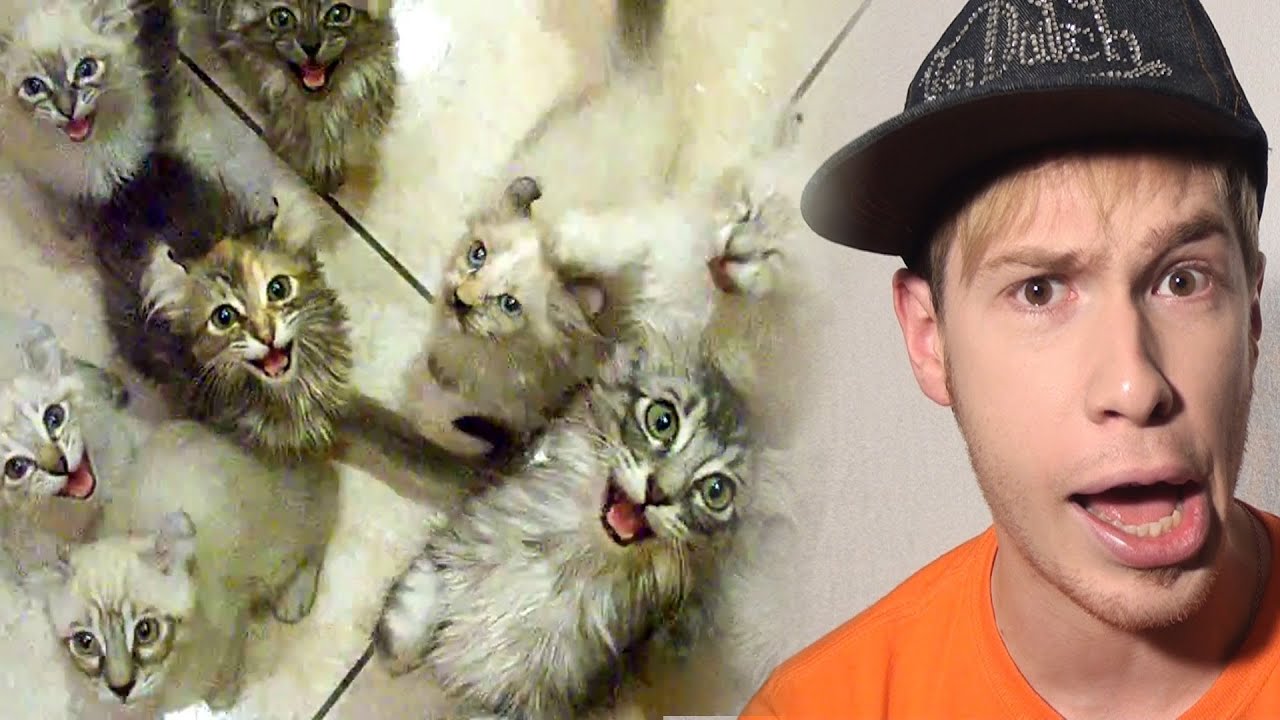 This is Хорошо - Котопакалипсис *^_^* [Catocalypse]