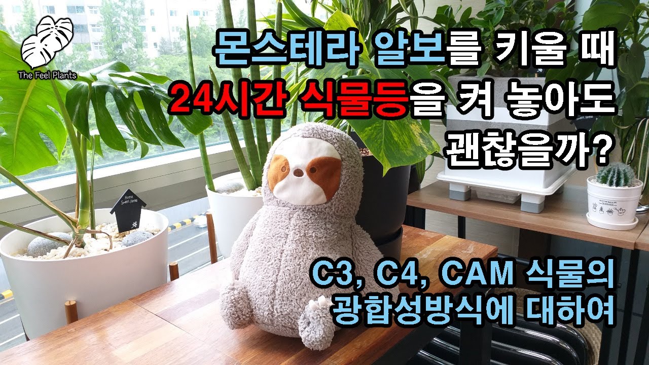 몬스테라 알보를 키울 때 24시간 식물등을 켜 놓아도 될까? - C3, C4, CAM 식물의 광합성 방식에 대하여