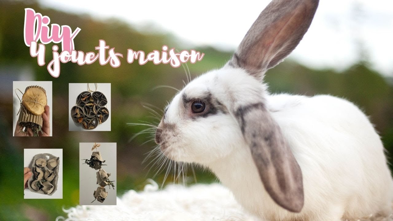 Diy 4 jouets maison pour lapins et cochon d'inde