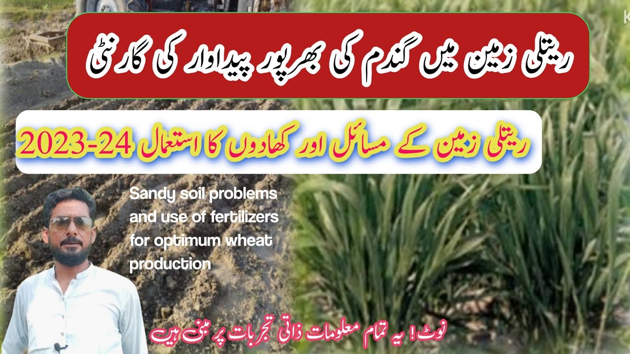 wheat 🌾 fertilizer plan 2023-24 || Sandy soil problems and use of fertilizers for wheat crop.