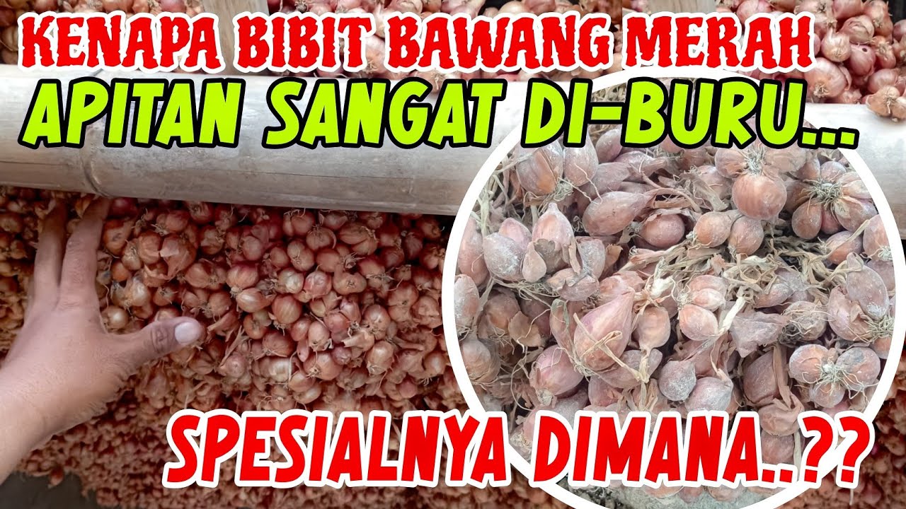 OHH INI SPESIALNYA APITAN‼️PANTESAN BANYAK YANG CARI🔴BIBIT BAWANG MERAH RAMAH UNTUK PETANI
