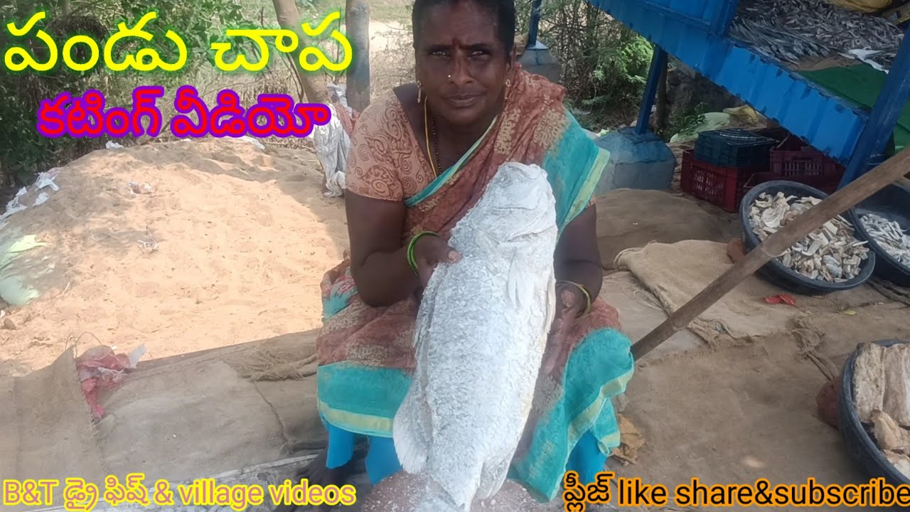 పండు చాప కటింగ్  #BT dryfish videos #best dryfish #village videos  #dryfishes 👍👌😍