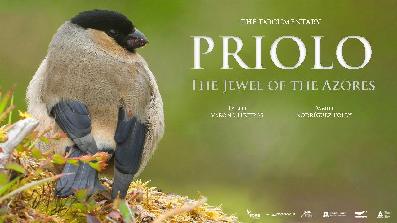 PRIOLO The Jewel of the Azores (ENGLISH)