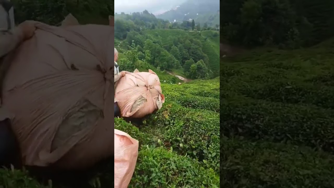 Tea Harvesting on Rolling Hills: A Traditional Method#teaharvest #traditionalfarming