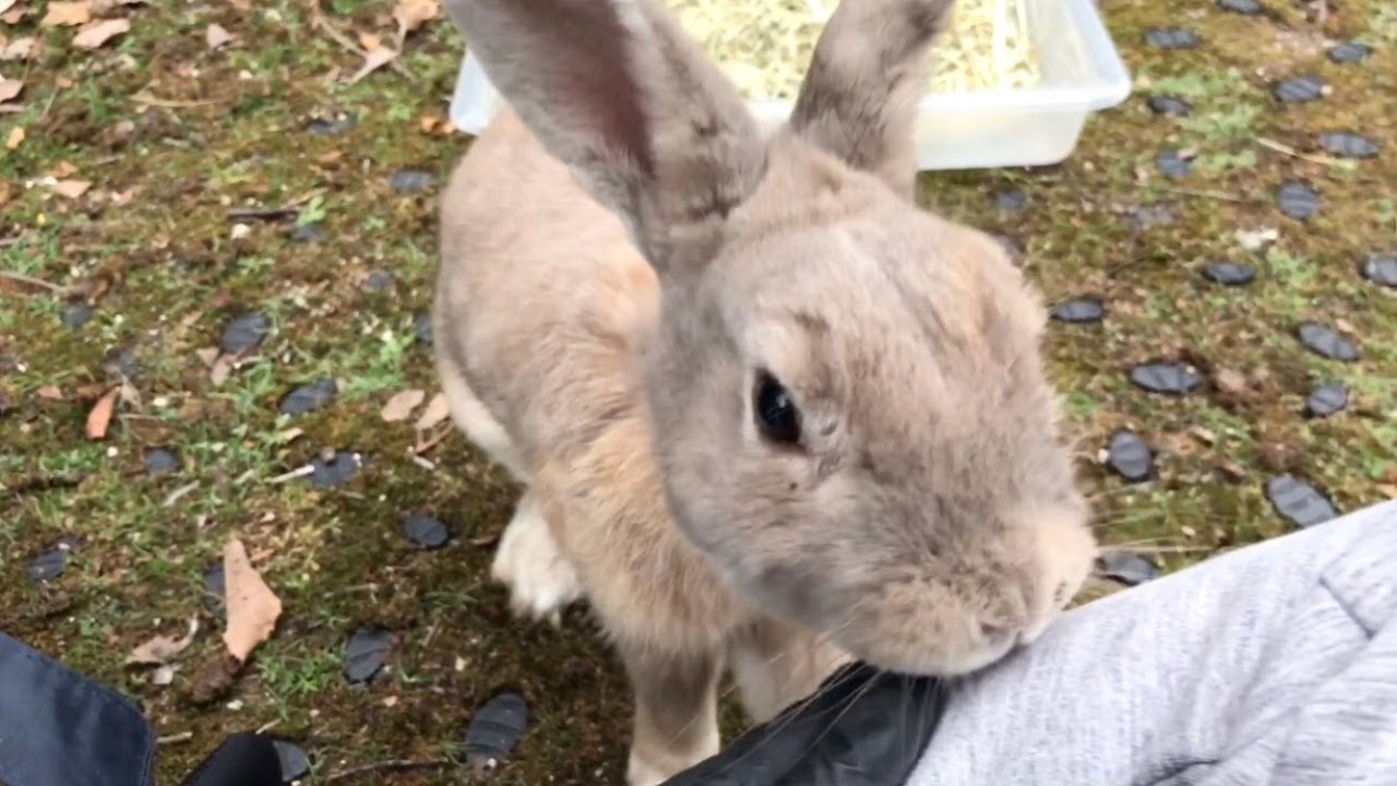 A chubby bunny asked me, "Could you give me some pets?"