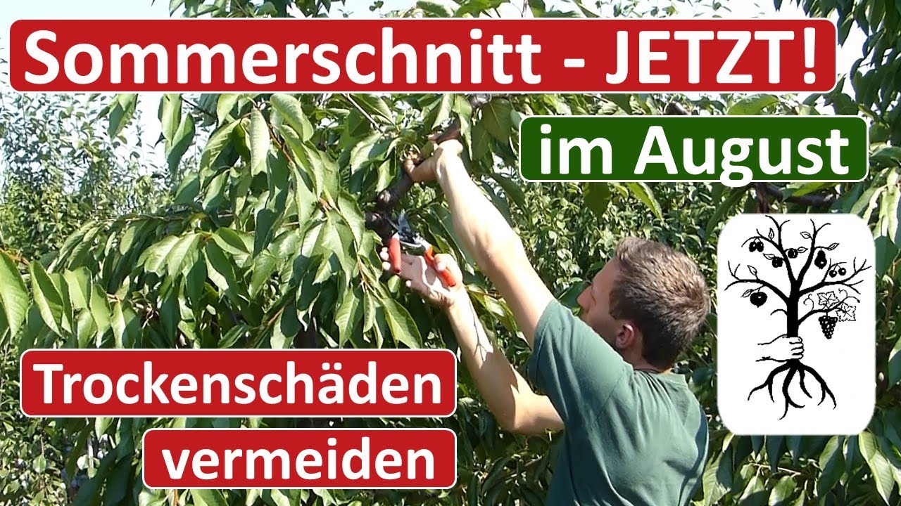 Obstgarten im August - Sommerschnitt - Kirschbaum schneiden - Tipps gegen Trockenheit
