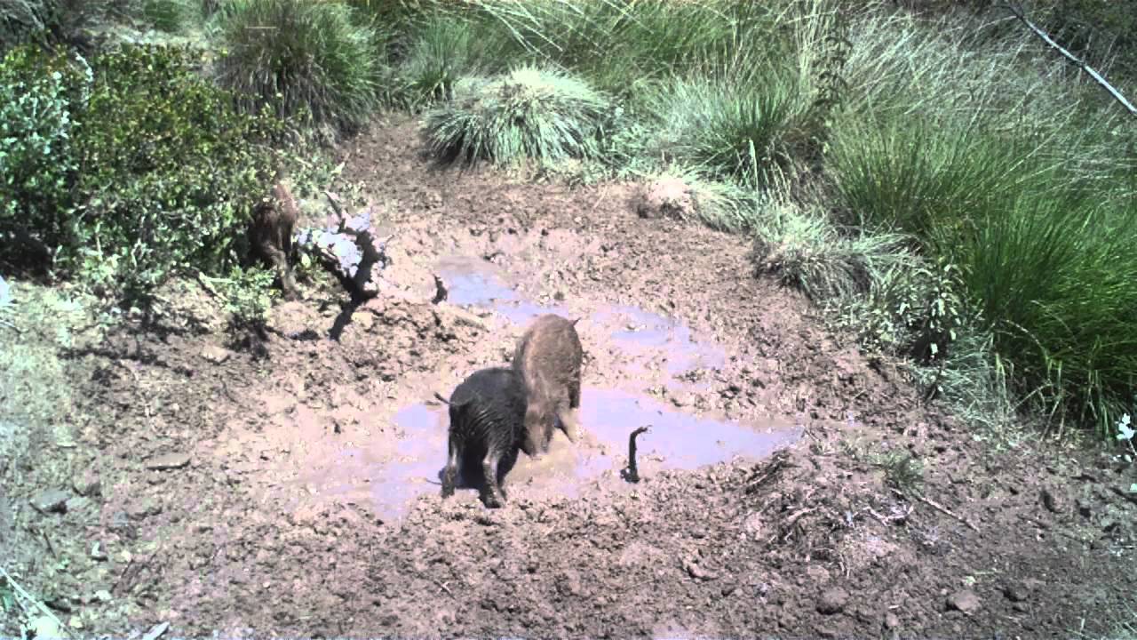 Marcassins - Bushnell Trophy Cam ref.119467