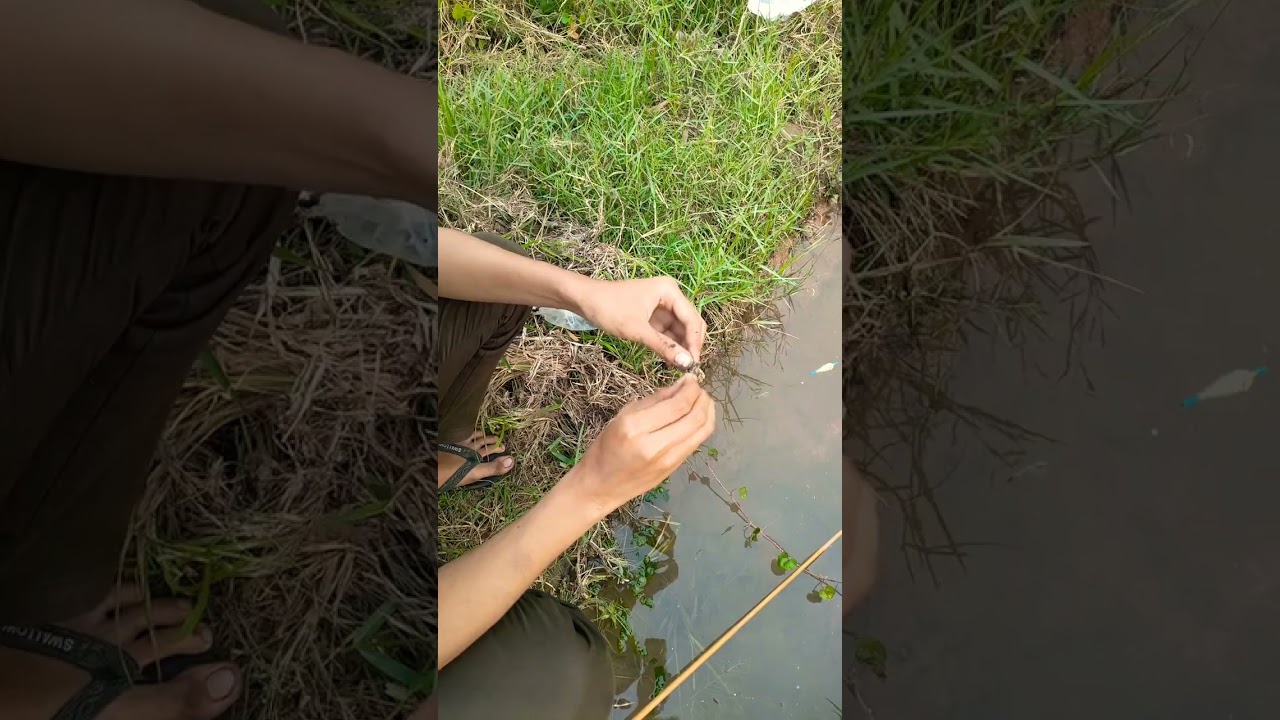 PANEN! MANCING IKAN BETIK DI IRIGASI SAWAH