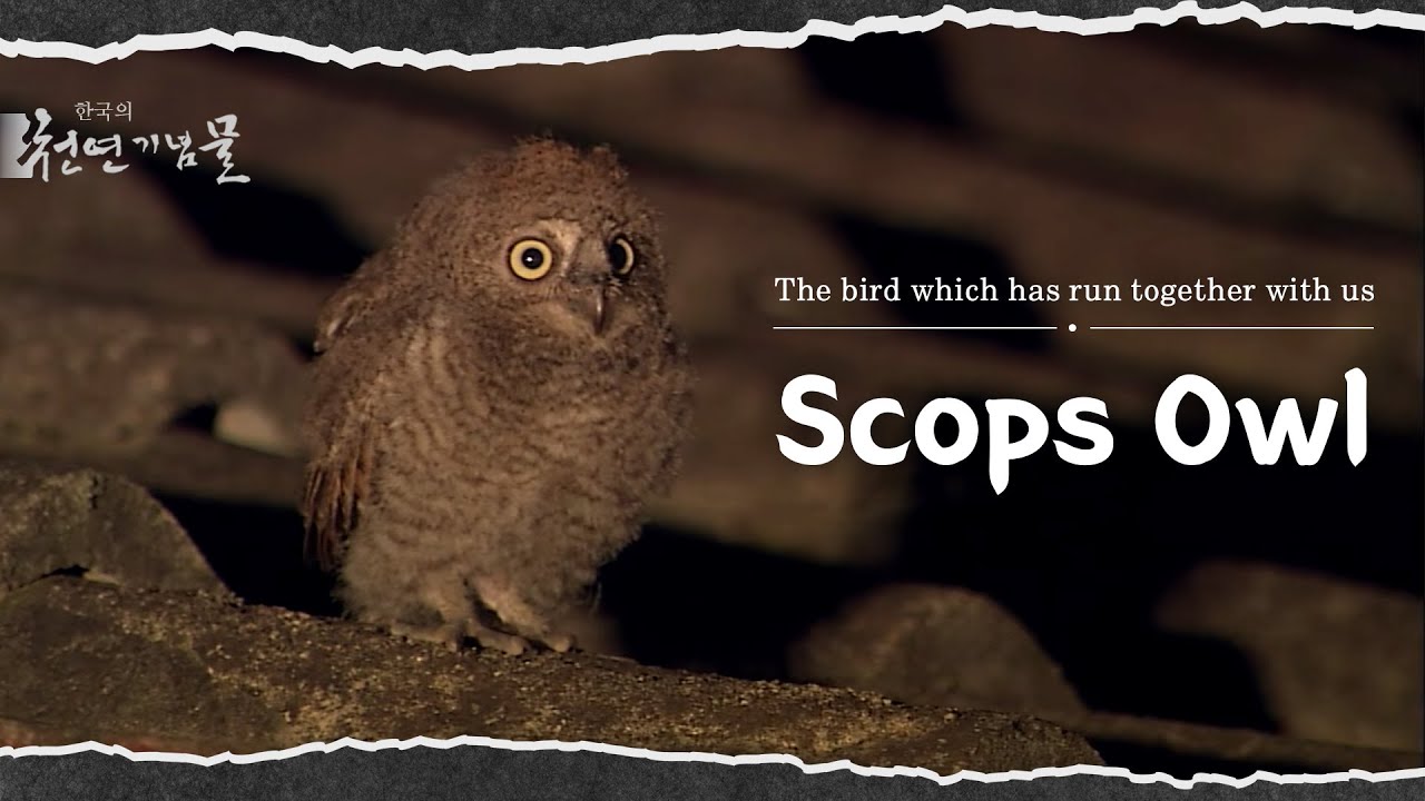 Scops Owl, the bird which has run together with us | KOREA
