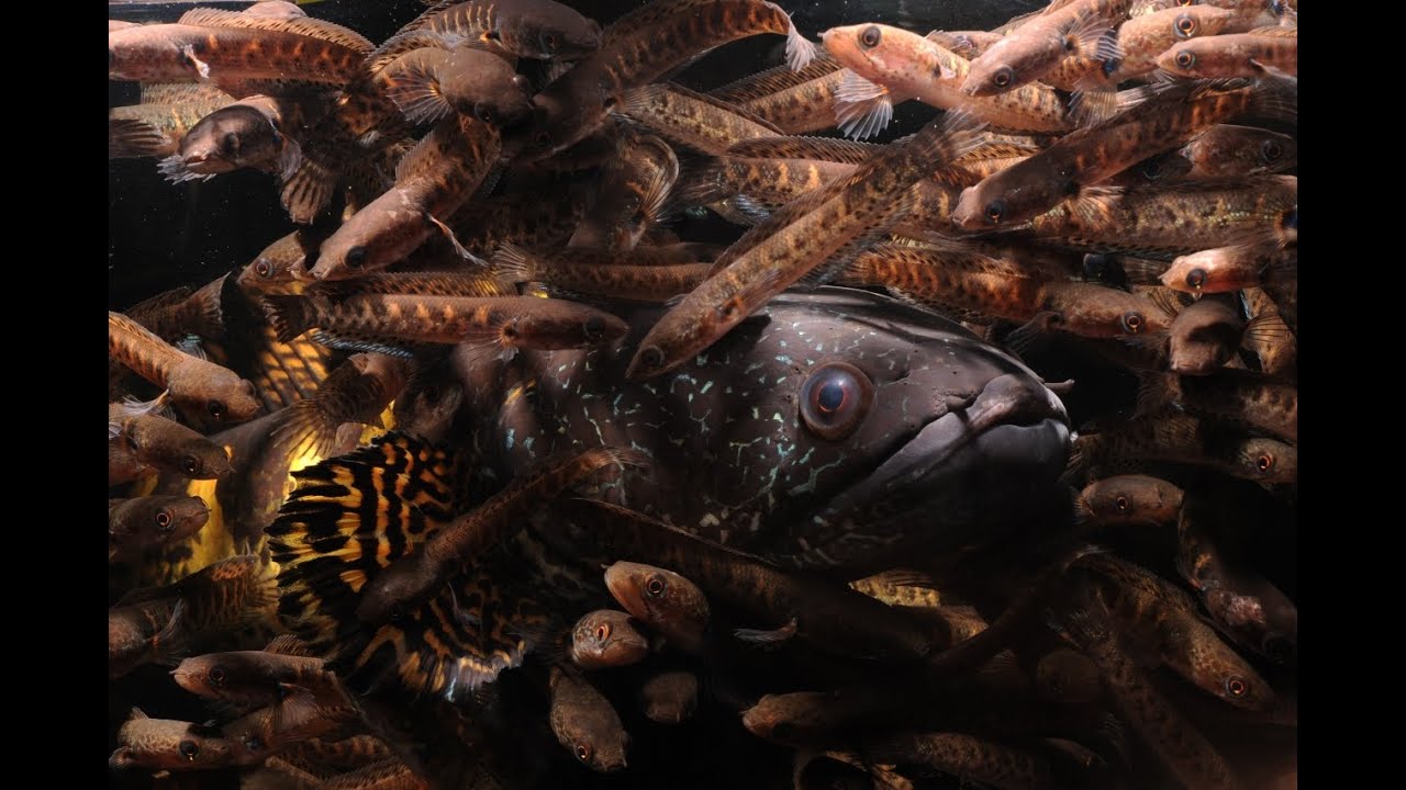 channa aurantimaculata's child rearing