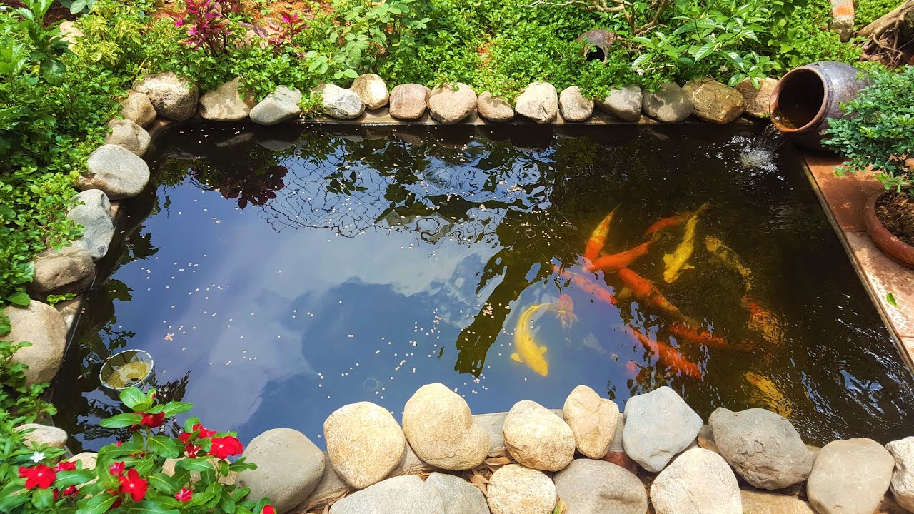 Cách xây hồ cá koi mini ngoài trời phần 2 ⛰ How to Build a koi Pond part 2 🐬 Koi Fish Pond Ideas