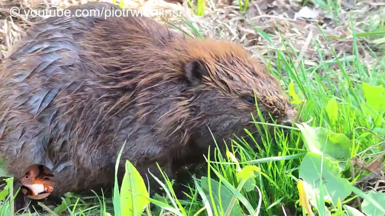 2022.04.24 Spotkanie z bobrem, samica w ciąży. Meeting a pregnant beaver.