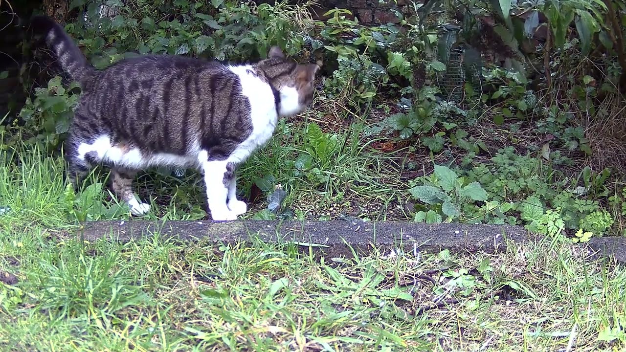“Strange Morning in the Cottage Garden  Cat, Neighbouring Cat Smidge & Scent Marking Behavior”