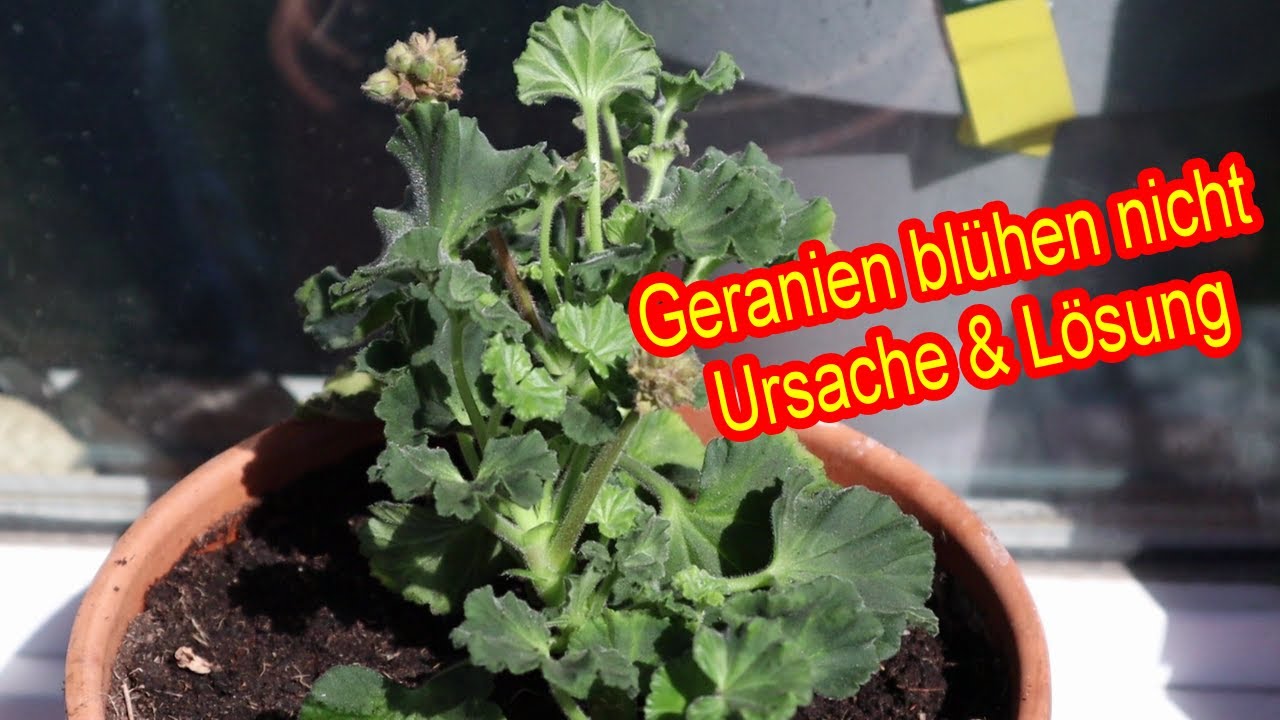 Geranien bl&uuml;hen nicht Ursache & L&ouml;sung - Pflegefehler bei Geranien - Geranien zum Bl&uuml;hen bringen