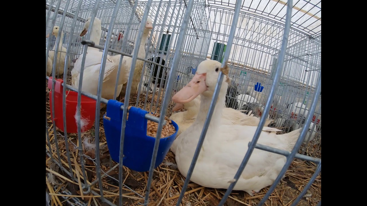 MIĘDZYNARODOWA WYSTAWA DROBIU RASOWEGO I DROBNEGO INWENTARZA NA SŁOWACJI. LAUGARICIO CUB 2019.