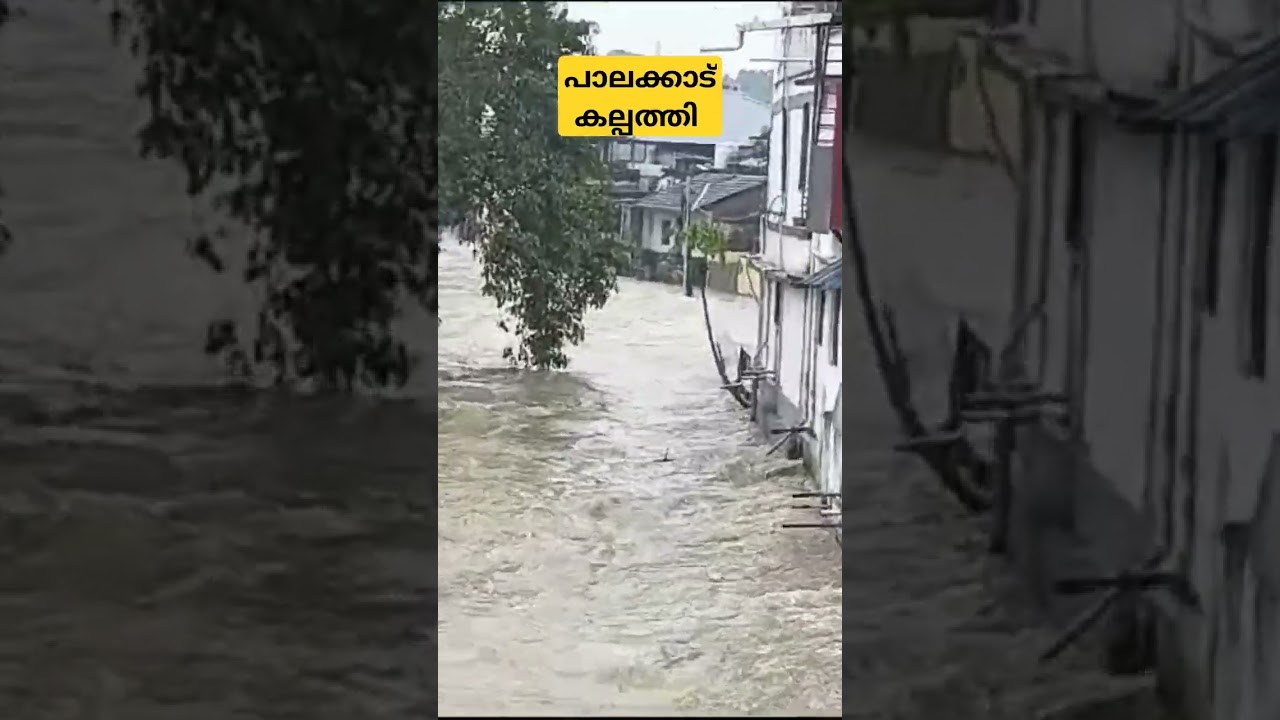 Rain update palakkad.. #rain #palakkad #leve #today #kerala #prayforwayanad 😢