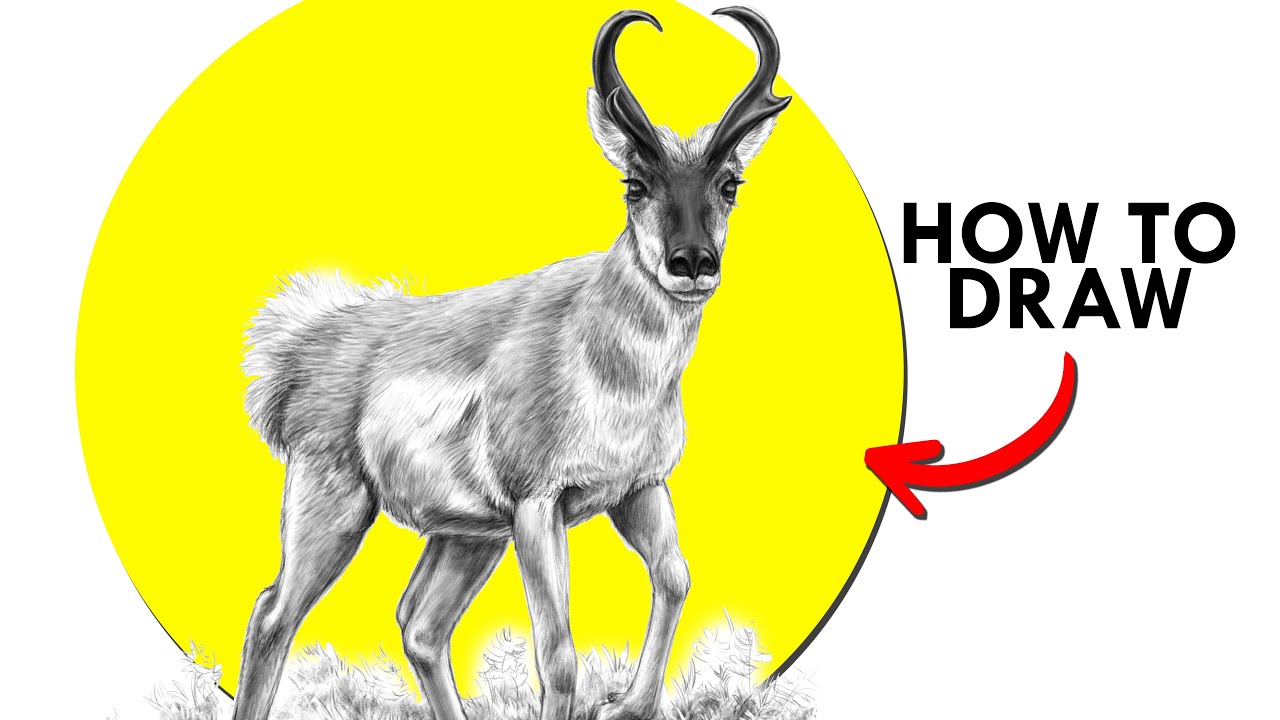 How To Draw A Pronghorn, The Fastest Land Mammal In North America