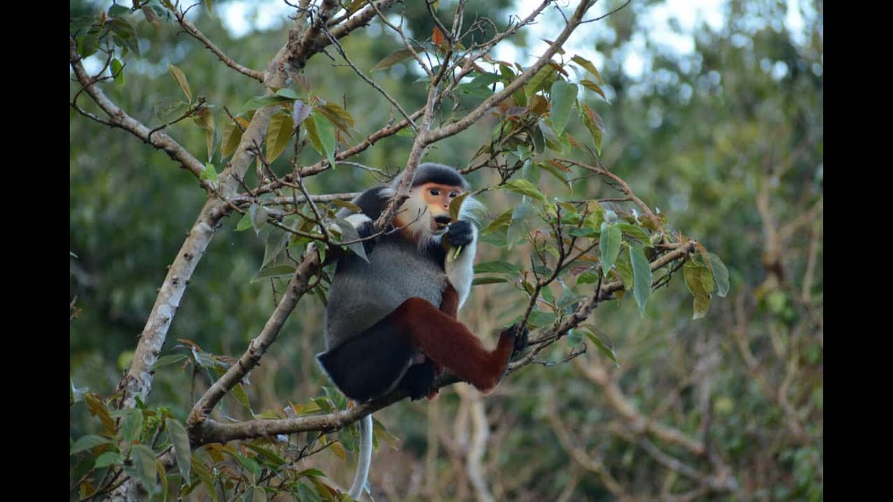 Vietnam Da Nang Monkey 20260126