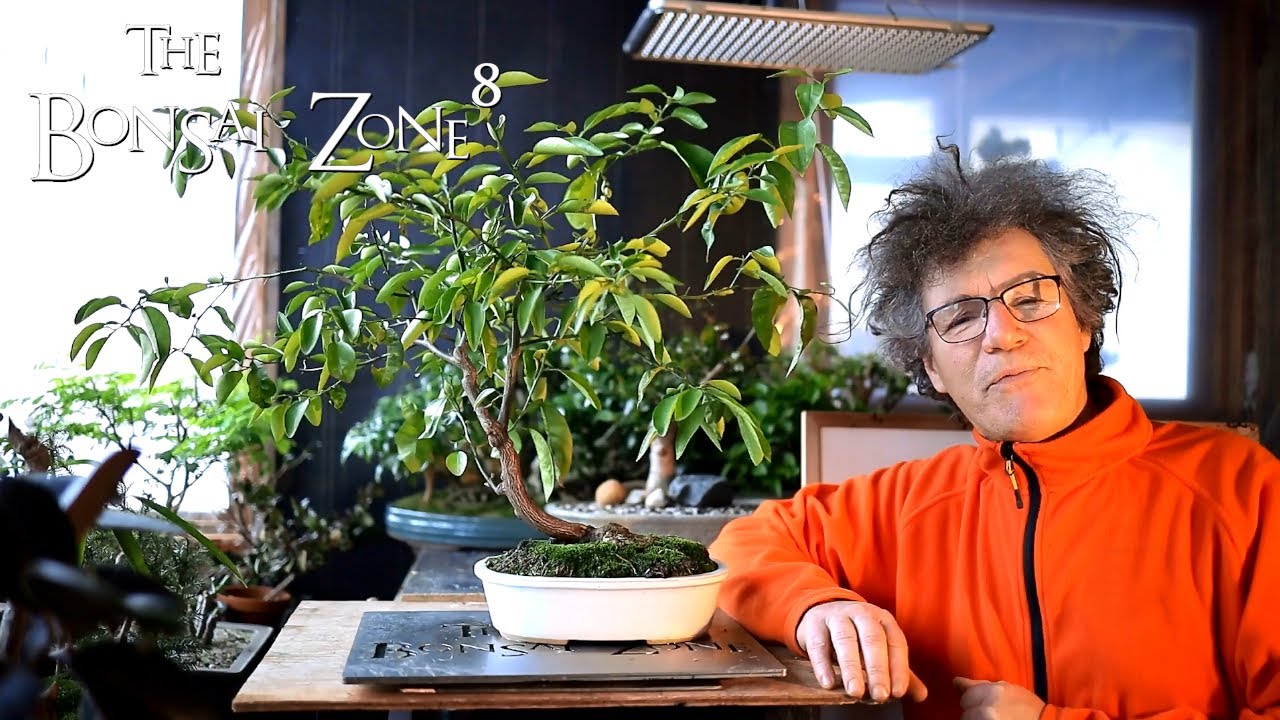 My Grapefruit Bonsai, The Bonsai Zone, Jan 2021