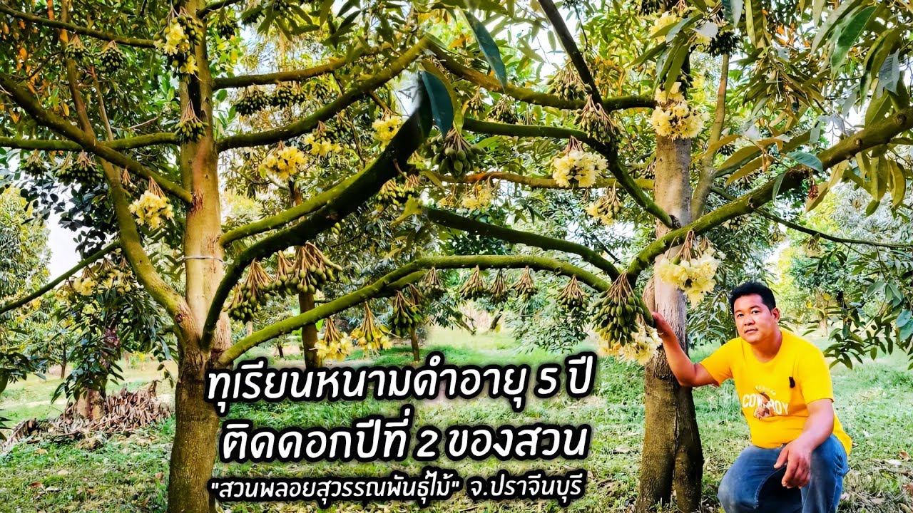 ทุเรียนหนามดำอายุ 5 ปี ติดดอกปีที่ 2 ของสวน 