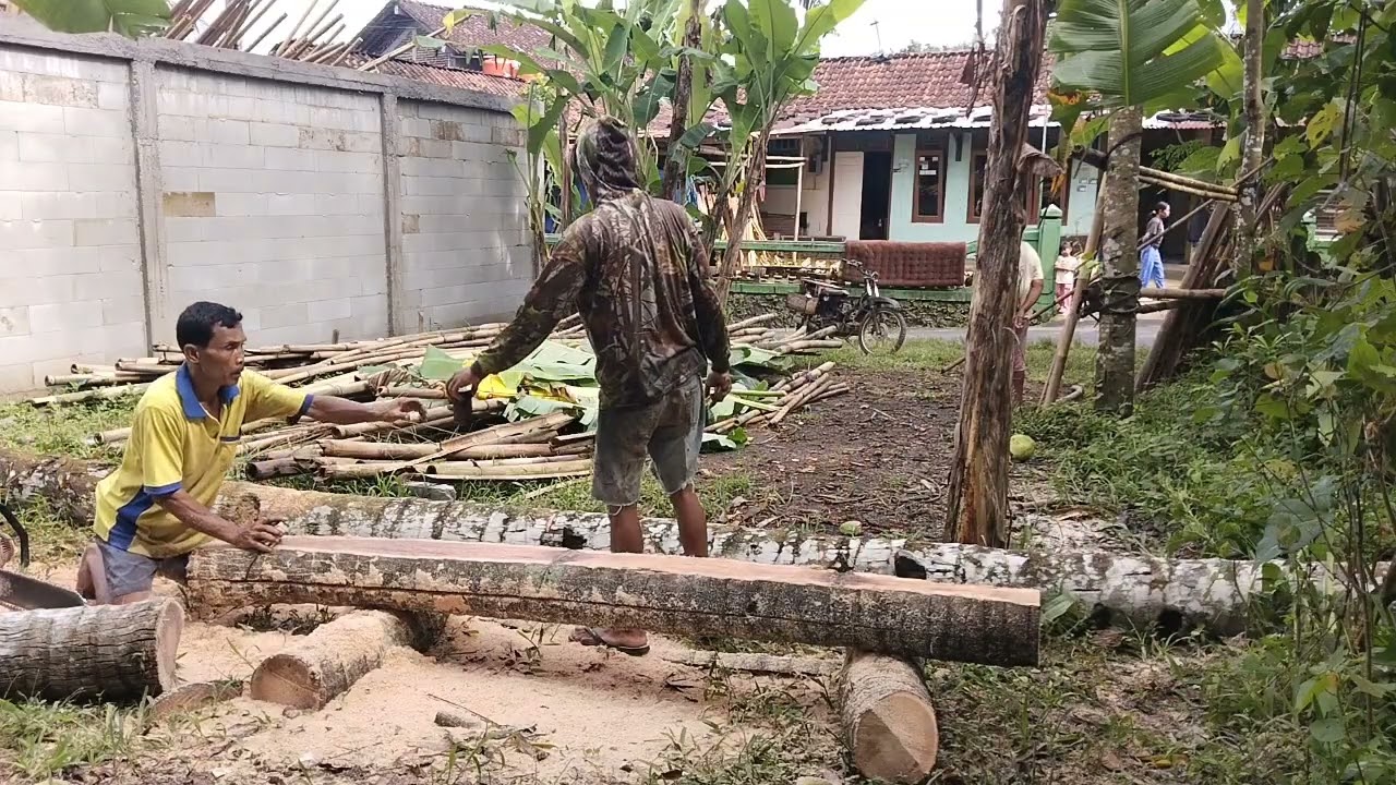 Tebang pohon kelapa lokasi pinggirtembok bikin lapak  kalisat mandiraja 