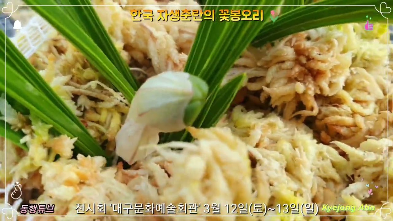 《(3)한국 자생 춘란 전시회, 18일 전, 화색과 꽃대 관리》*재배자의 꽃 관리에 따라 화색이 다를 수 있습니다.