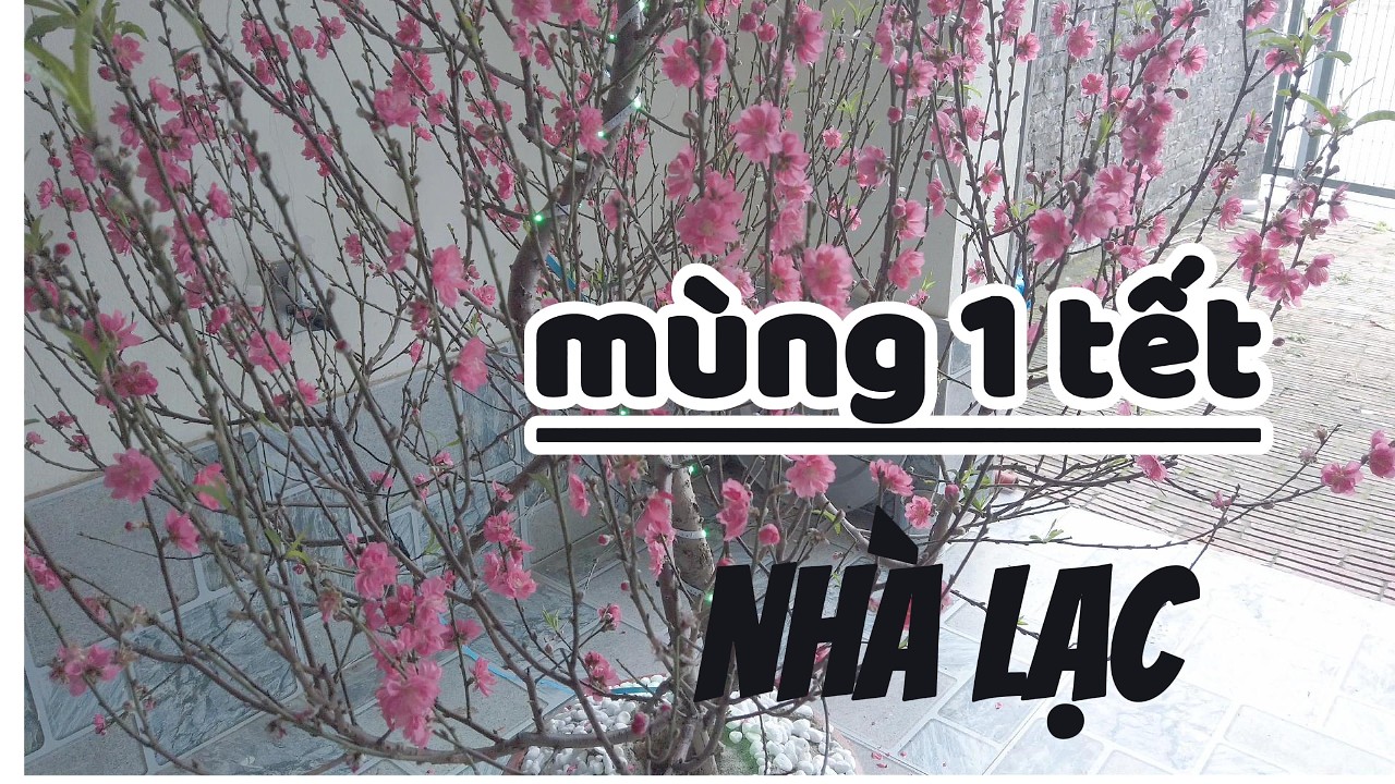 Mùng 1 tết nhà Lac Lạc