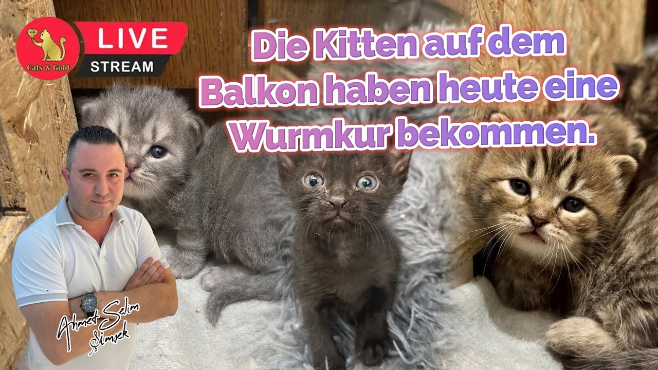 Die Kitten auf dem Balkon haben heute eine Wurmkur bekommen.
