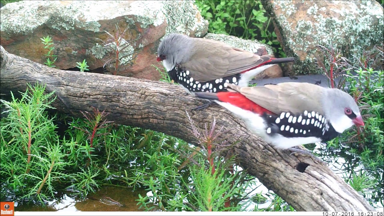 Diamond Firetail at SW Pond eating Chickweed
