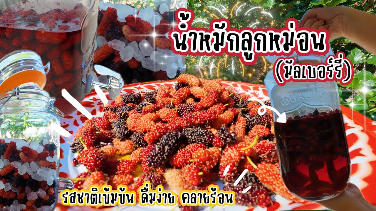 วิธีทำน้ำหมักลูกหม่อน(มัลเบอร์รี่) สูตรบ้านสวน!! รสหวานกลมกล่อม ดื่มง่าย คลายร้อน