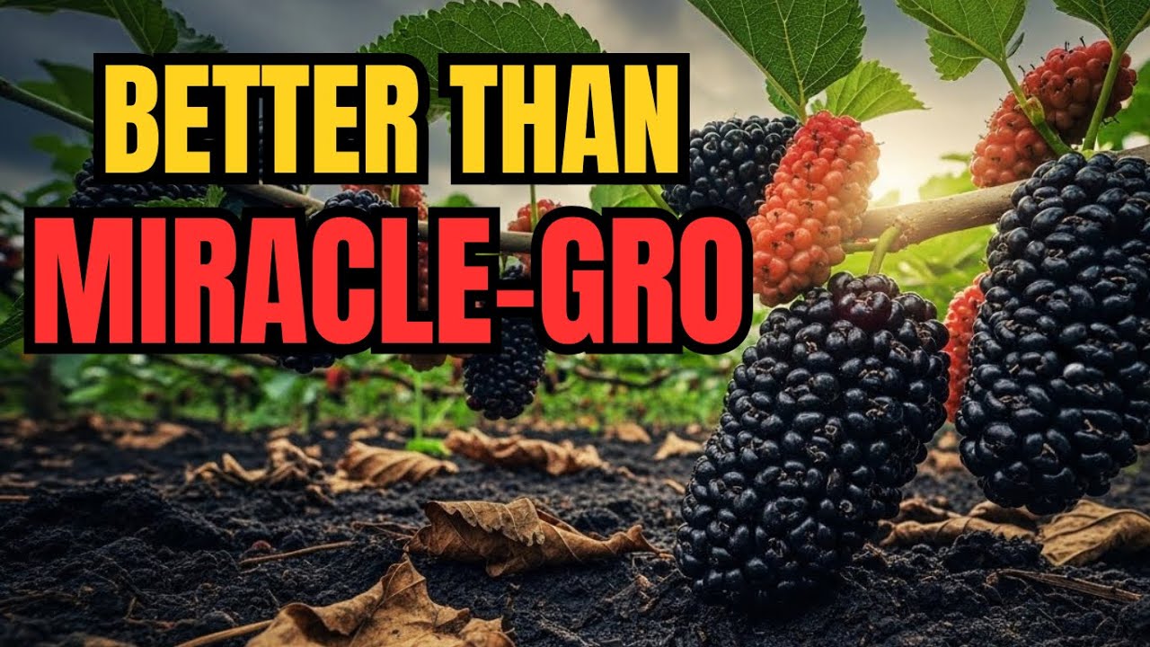 This Crop Built Fertile Soil Before Fertilizers Existed &mdash; Why Did It Disappear?