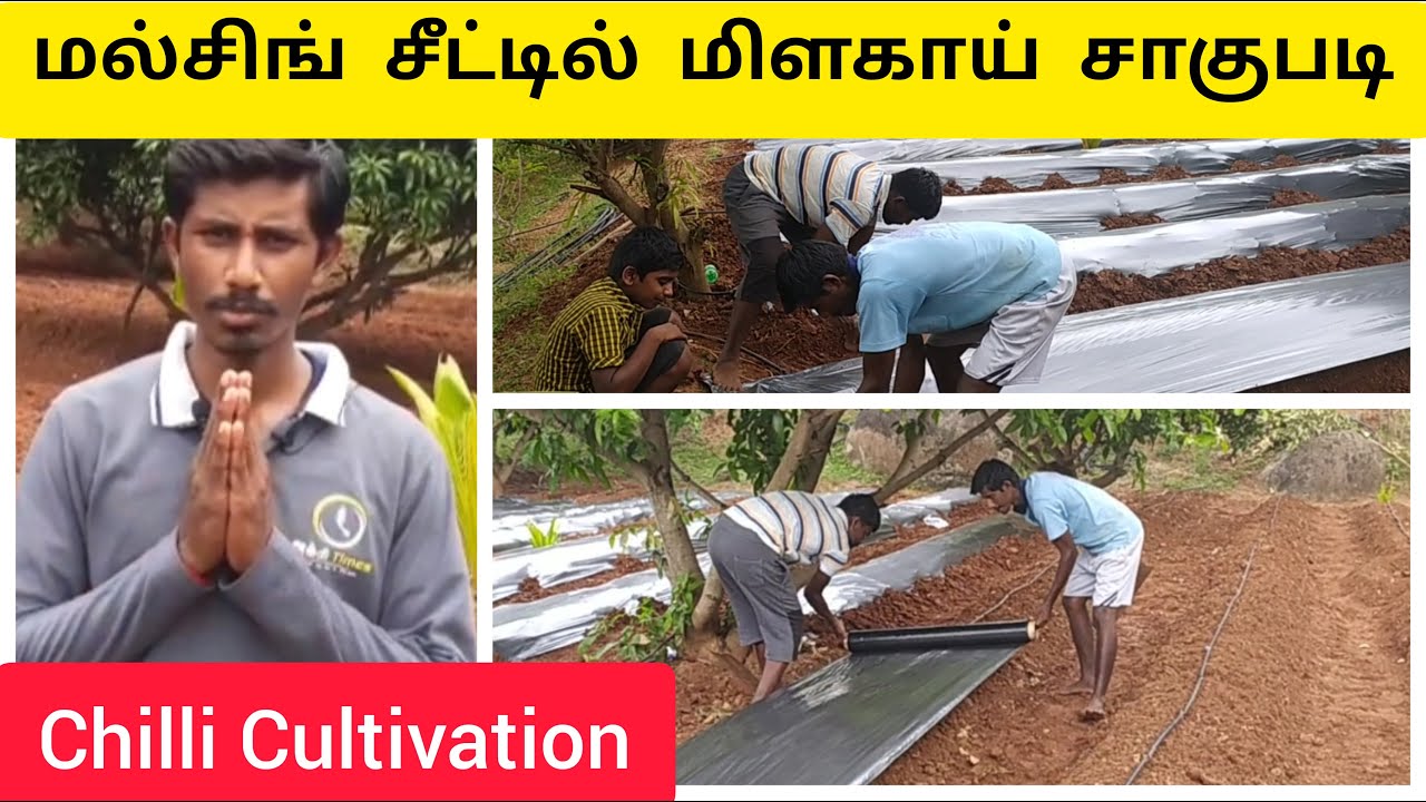 மல்சிங் சீட்டில் மிளகாய் சாகுபடி Mulching Chilli Cultivation