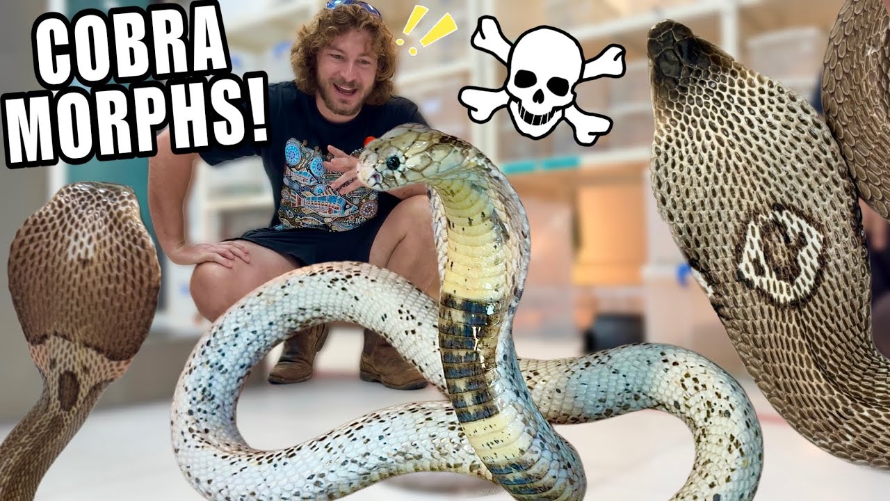 World's RAREST Venomous Snake Collections!